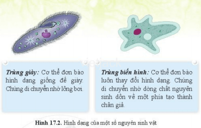 Gọi tên, mô tả hình dạng và nêu đặc điểm nhận biết của các nguyên sinh vật