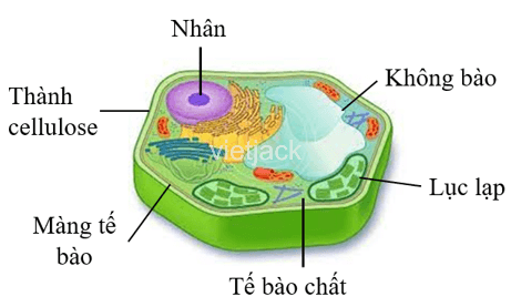 Hãy đóng vai một nhà khoa học và giới thiệu cho mọi người khám phá cấu tạo tế bào thực vật