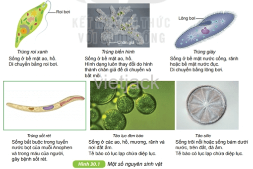 Quan sát hình 30.1 và trả lời câu hỏi