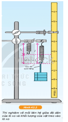 Thí nghiệm mô tả ở Hình 42.2 giúp chúng ta khám phá đặc điểm dãn ra của lò xo khi bị biến dạng