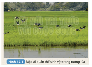 Quan sát Hình 42.1 cho biết trong ruộng lúa này có thể có những quần thể sinh vật 