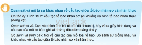 Quan sát và mô tả sự khác nhau về cấu tạo giữa tế bào nhân sơ và nhân thực