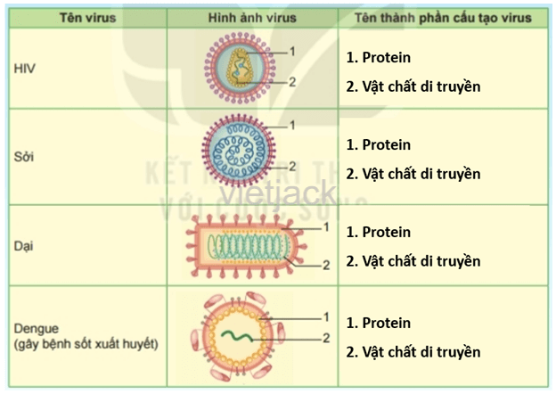 Dựa trên hình dạng và cấu tạo của virus mà em đã học, quan sát và nêu tên các thành phần