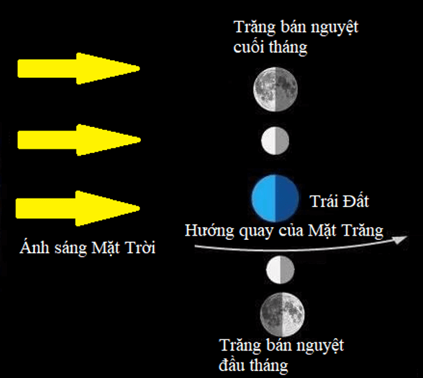 Vẽ một sơ đồ cho thấy vị trí của Mặt Trời, Mặt Trăng và Trái Đất khi ta quan sát thấy bán nguyệt