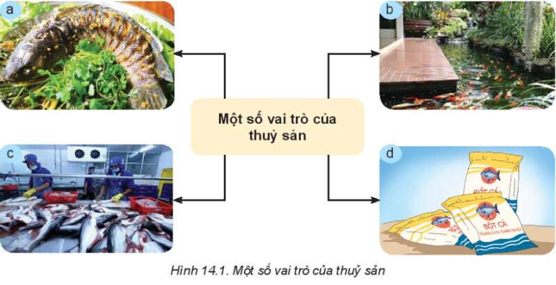 Công nghệ 7 Bài 14: Giới thiệu về thủy sản | Kết nối tri thức (ảnh 1)