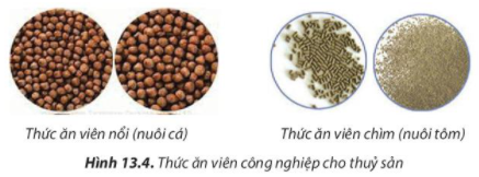 Công nghệ 7 Bài 13: Quy trình kĩ thuật nuôi thuỷ sản | Chân trời sáng tạo (ảnh 4)