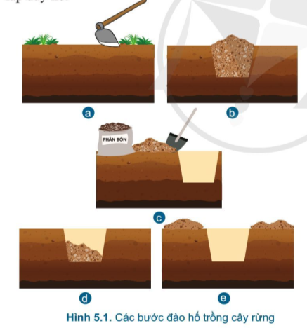 Công nghệ 7 Bài 5: Trồng cây rừng | Cánh diều (ảnh 6)