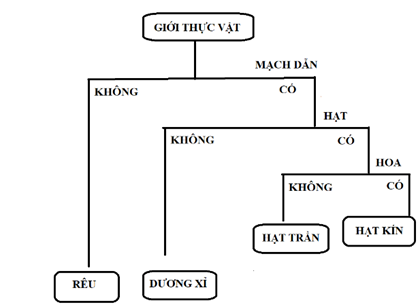 Giáo án KHTN 6 Bài 30 (Chân trời sáng tạo 2023): Thực hành phân loại thực vật | Khoa học tự nhiên 6 (ảnh 1)