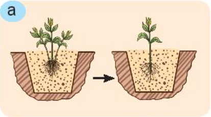 Công nghệ 7 Bài 8: Trồng, chăm sóc và bảo vệ rừng | Kết nối tri thức (ảnh 16)