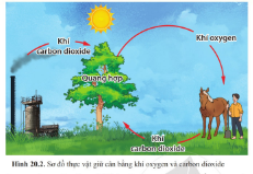 Giáo án KHTN 6 Bài 20 (Cánh diều 2023): Vai trò của thực vật trong đời sống và trong tự nhiên | Khoa học tự nhiên 6 (ảnh 2)