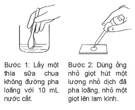 Giáo án KHTN 6 Bài 28 (Kết nối tri thức 2023): Thực hành: Làm sữa chua và quan sát vi khuẩn| Khoa học tự nhiên 6 (ảnh 1)