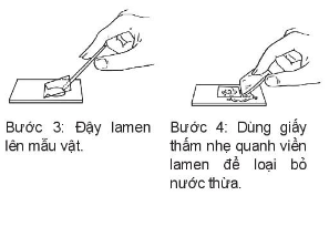 Giáo án KHTN 6 Bài 28 (Kết nối tri thức 2023): Thực hành: Làm sữa chua và quan sát vi khuẩn| Khoa học tự nhiên 6 (ảnh 2)