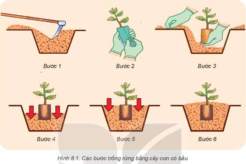 Công nghệ 7 Bài 8: Trồng, chăm sóc và bảo vệ rừng | Kết nối tri thức (ảnh 1)