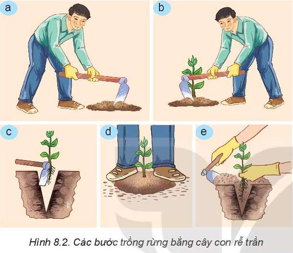 Công nghệ 7 Bài 8: Trồng, chăm sóc và bảo vệ rừng | Kết nối tri thức (ảnh 4)