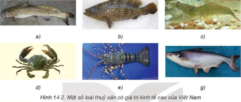 Công nghệ 7 Bài 14: Giới thiệu về thủy sản | Kết nối tri thức (ảnh 6)