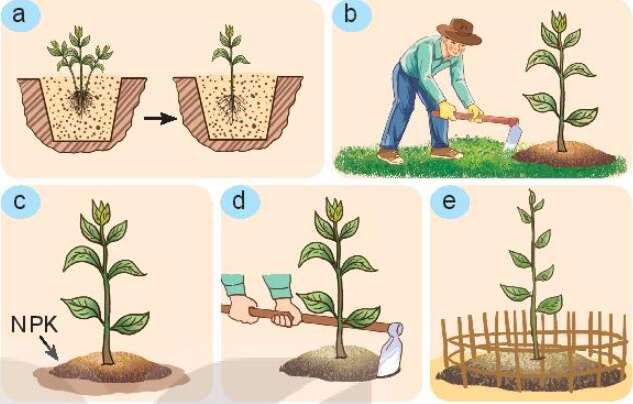 Công nghệ 7 Bài 8: Trồng, chăm sóc và bảo vệ rừng | Kết nối tri thức (ảnh 11)