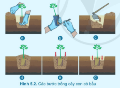 Công nghệ 7 Bài 5: Trồng cây rừng | Cánh diều (ảnh 12)