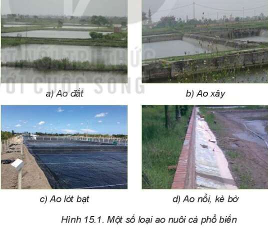 Công nghệ 7 Bài 15: Nuôi cá ao | Kết nối tri thức (ảnh 1)