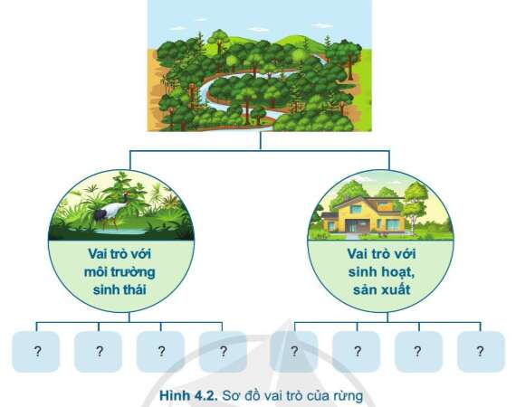 Công nghệ 7 Bài 4: Giới thiệu chung về rừng | Cánh diều (ảnh 1)