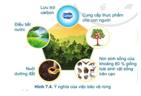 Công nghệ 7 Bài 7: Bảo vệ rừng | Cánh diều (ảnh 4)