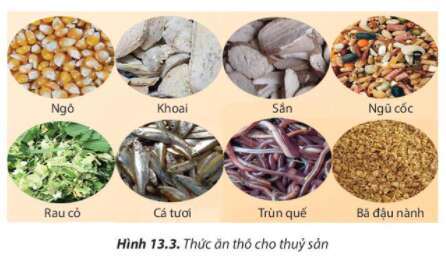 Công nghệ 7 Bài 13: Quy trình kĩ thuật nuôi thuỷ sản | Chân trời sáng tạo (ảnh 3)