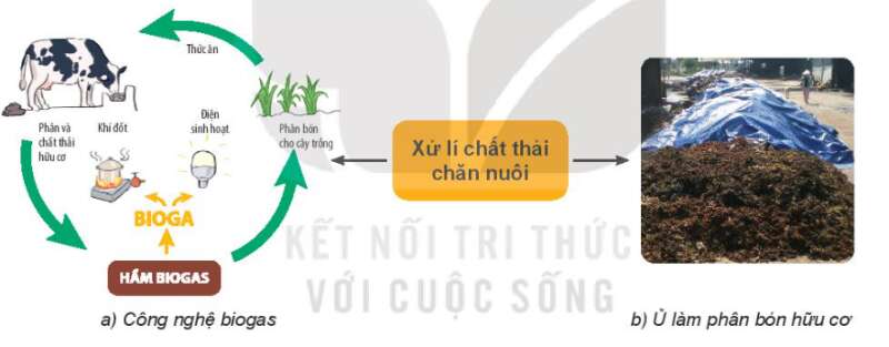 Công nghệ 7 Bài 9: Giới thiệu về chăn nuôi | Kết nối tri thức (ảnh 7)