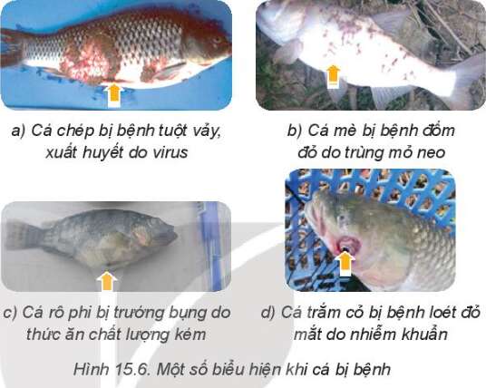 Công nghệ 7 Bài 15: Nuôi cá ao | Kết nối tri thức (ảnh 2)