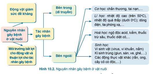 Công nghệ 7 Bài 10: Phòng và trị bệnh cho vật nuôi | Cánh diều (ảnh 4)