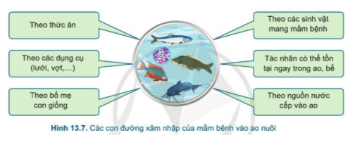 Công nghệ 7 Bài 13: Quản lí môi trường ao nuôi và phòng, trị bệnh thuỷ sản | Cánh diều (ảnh 6)