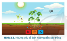 Công nghệ 7 Bài 2: Quy trình trồng trọt | Cánh diều (ảnh 1)