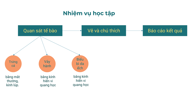 Giáo án KHTN 6 Bài 18 (Chân trời sáng tạo 2023): Thực hành quan sát tế bào sinh vật | Khoa học tự nhiên 6 (ảnh 1)