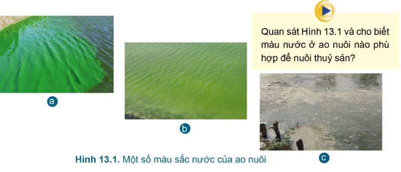 Công nghệ 7 Bài 13: Quản lí môi trường ao nuôi và phòng, trị bệnh thuỷ sản | Cánh diều (ảnh 1)