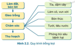 Công nghệ 7 Bài 2: Quy trình trồng trọt | Cánh diều (ảnh 2)