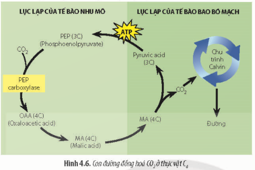 Giải Sinh học 11 Bài 4 (Chân trời sáng tạo): Quang hợp ở thực vật (ảnh 1)