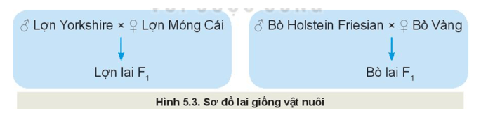 Sử dụng internet sách báo hãy cho biết đặc điểm của thế hệ bố mẹ và con lai 