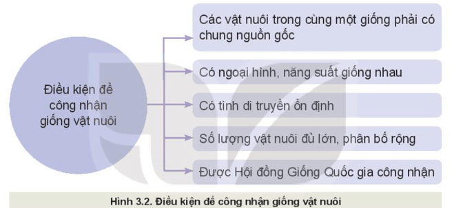 Quan sát Hình 3.2 và cho biết để được công nhận là giống vật nuôi 