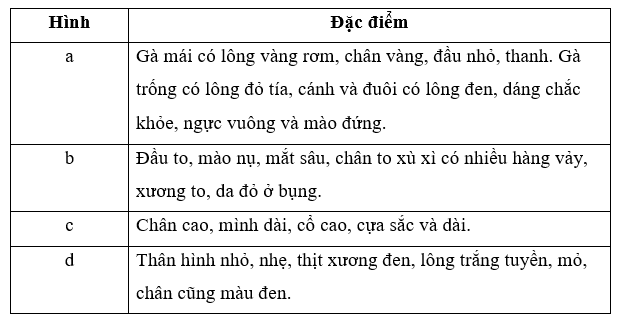 Quan sát Hình 3.1 và mô tả các đặc điểm ngoại hình đặc trưng của các giống gà