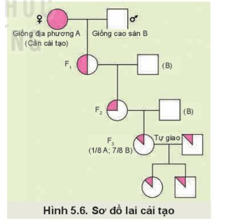 Quan sát Hình 5.6 và mô tả phương pháp lai cải tạo