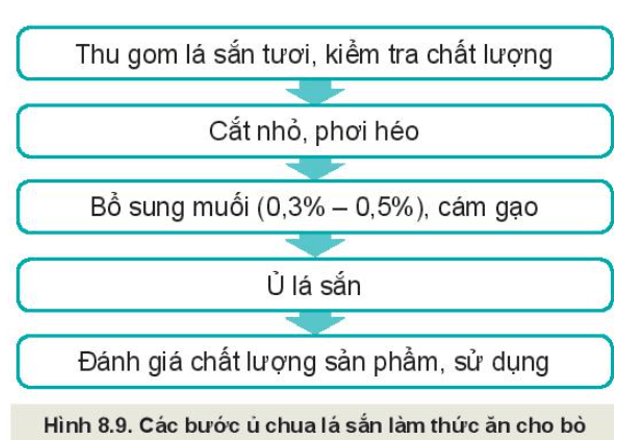 Quan sát Hình 8.9 và mô tả các bước ủ chua lá sắn làm thức ăn cho bò