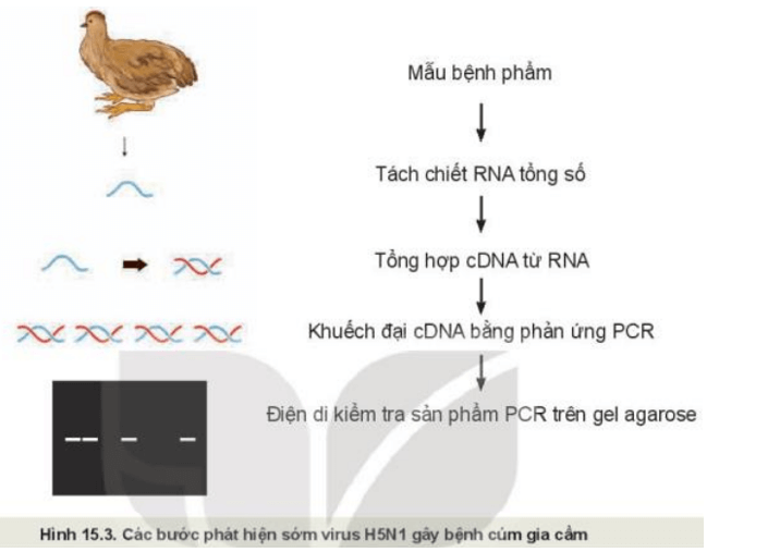 Quan sát Hình 15.3 và mô tả quy trình phát hiện sớm virus H5N1 gây bệnh cúm ở gia cầm