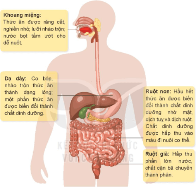 Tự nhiên xã hội lớp 3 Bài 18 trang 76 Khám phá - Kết nối tri thức