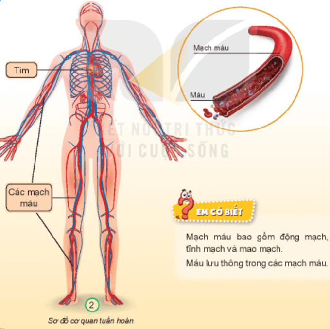 Tự nhiên xã hội lớp 3 Bài 20 trang 82, 83 Khám phá - Kết nối tri thức