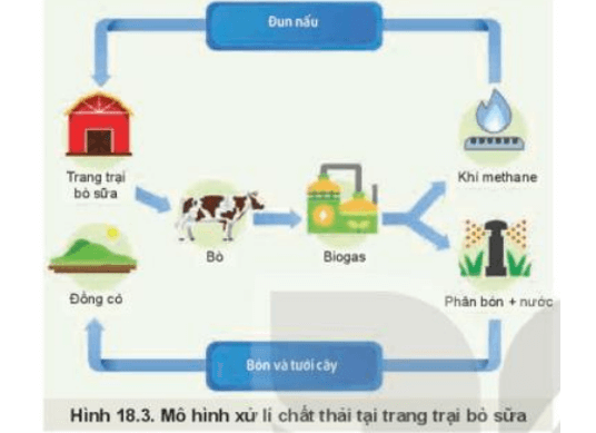 Quan sát Hình 18.3 và mô tả mô hình xử lí chất thải trong chăn nuôi bò sữa 