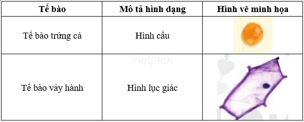 Lập bảng báo cáo kết quả quan sát tế bào theo mẫu bảng gợi ý