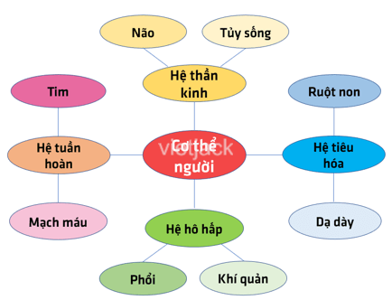 Liệt kê một số cơ quan và hệ cơ quan ở cơ thể cây xanh và cơ thể người