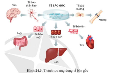 Quan sát hình 24.3, kể tên một số thành tựu và triển vọng của công nghệ tế bào gốc