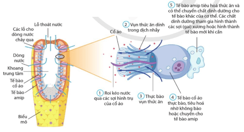 Quan sát hình 6.2, hình 6.3, hình 6.4 và mô tả đặc điểm từng giai đoạn của quá trình dinh dưỡng