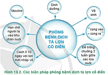  Hãy phân tích ý nghĩa của các biện pháp phòng bệnh dịch tả lợn cổ điển trong Hình 13.2