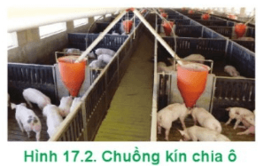  Hãy mô tả kiểu chuồng nuôi lợn thịt ở Hình 17.2