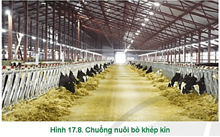  Hãy mô tả các yêu cầu của chuồng nuôi bò ở Hình 17.8